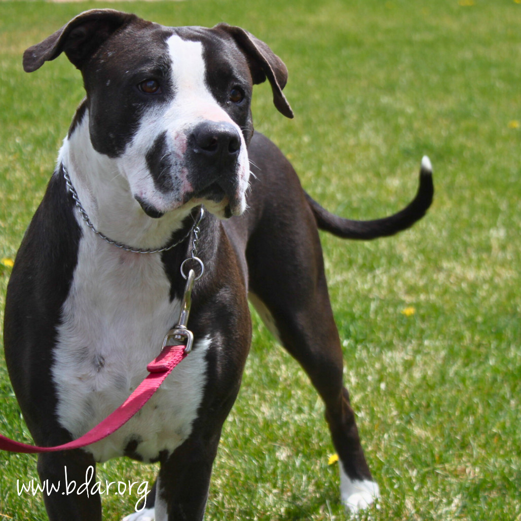 Mindy, an adoptable Pit Bull Terrier, Mixed Breed in Cheyenne, WY, 82009 | Photo Image 4