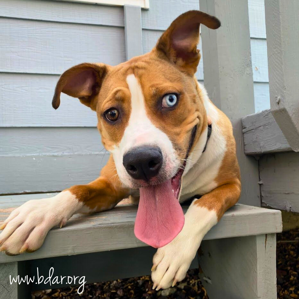 Luna, an adoptable Mixed Breed in Cheyenne, WY, 82009 | Photo Image 1