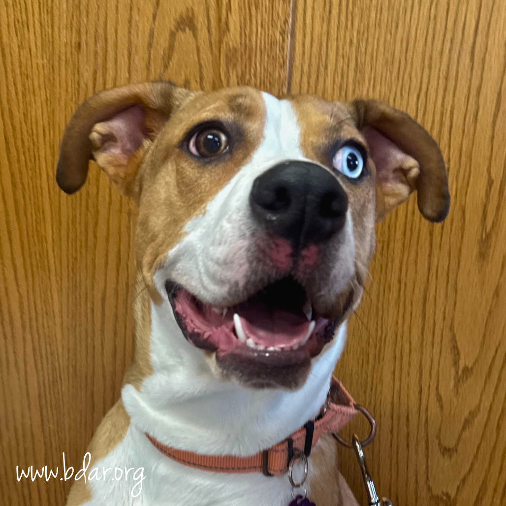 Luna, an adoptable Mixed Breed in Cheyenne, WY, 82009 | Photo Image 2