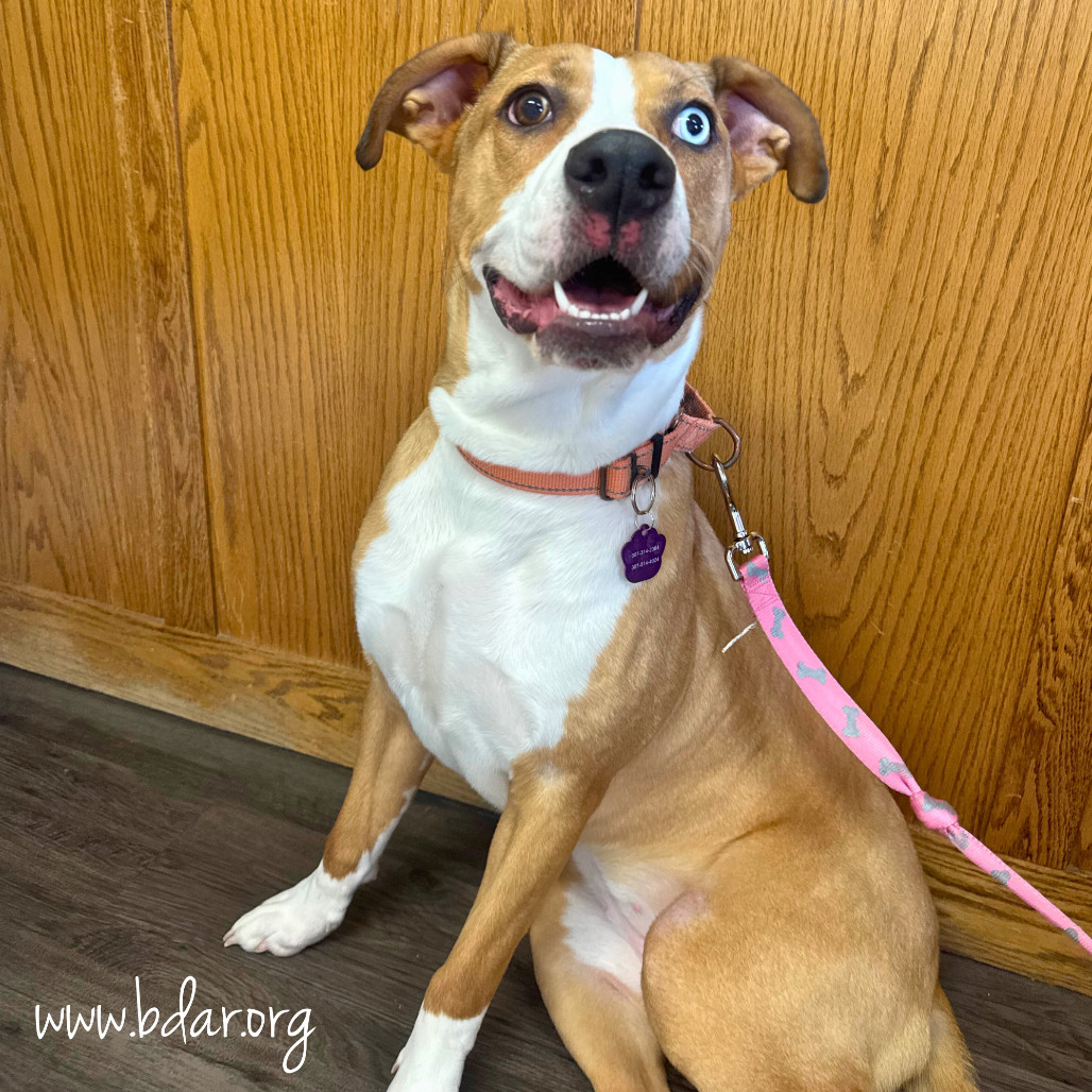 Luna, an adoptable Mixed Breed in Cheyenne, WY, 82009 | Photo Image 3