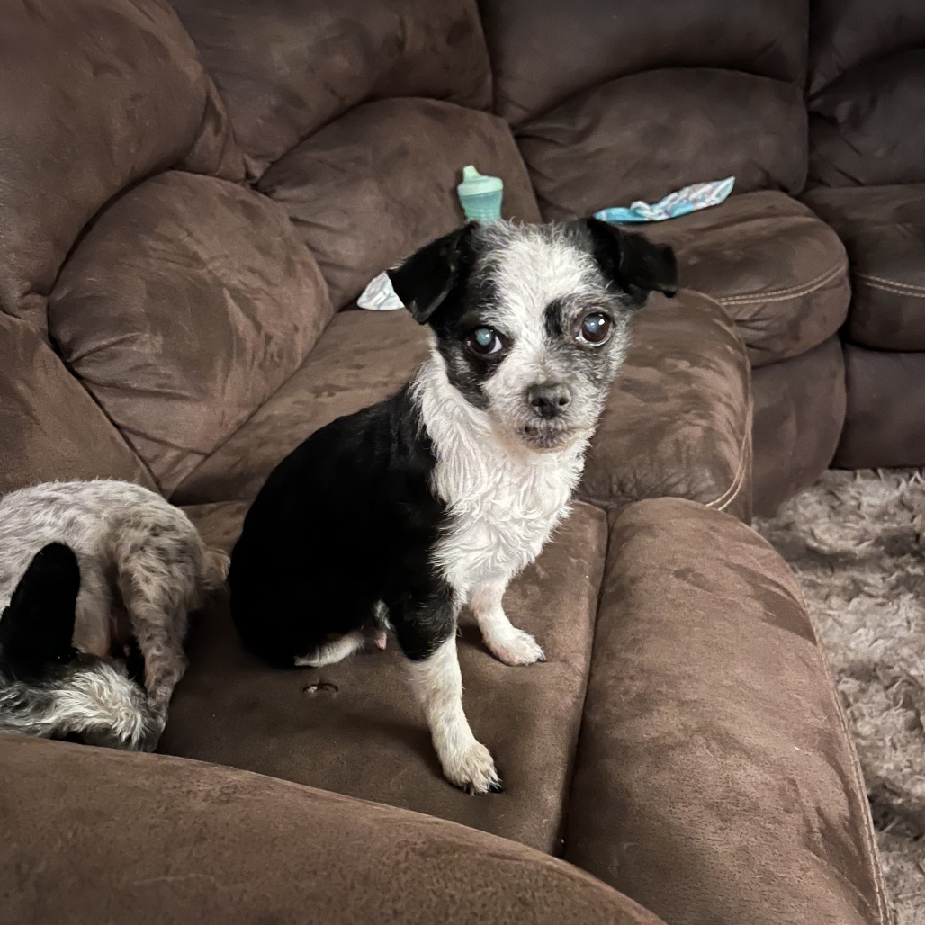 Lola- bonded with Lady, an adoptable Poodle, Mixed Breed in Rochester, MN, 55903 | Photo Image 2