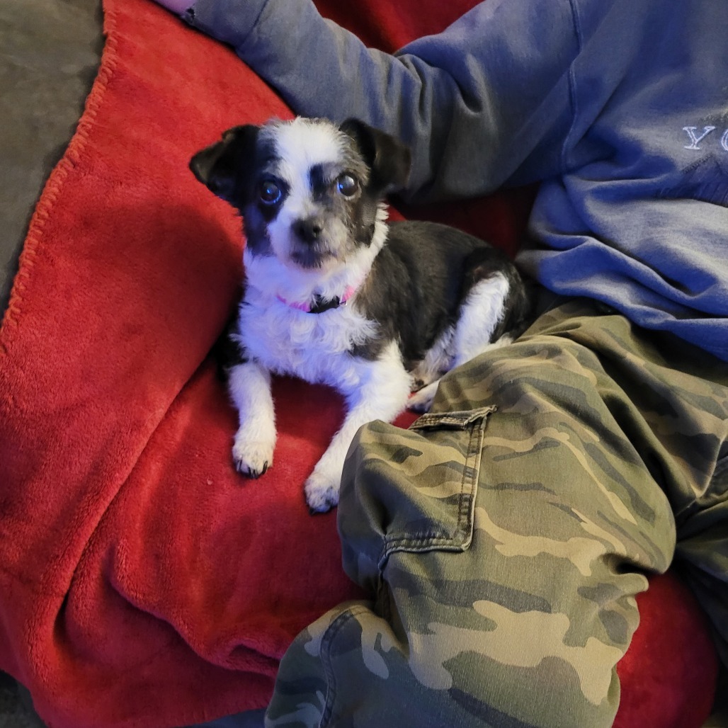 Lola- bonded with Lady, an adoptable Poodle, Mixed Breed in Rochester, MN, 55903 | Photo Image 3