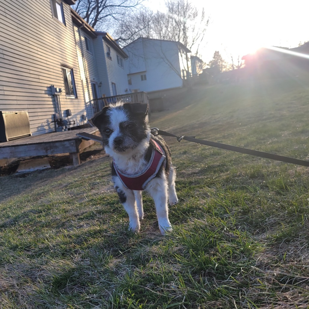 Lola- bonded with Lady, an adoptable Poodle, Mixed Breed in Rochester, MN, 55903 | Photo Image 5