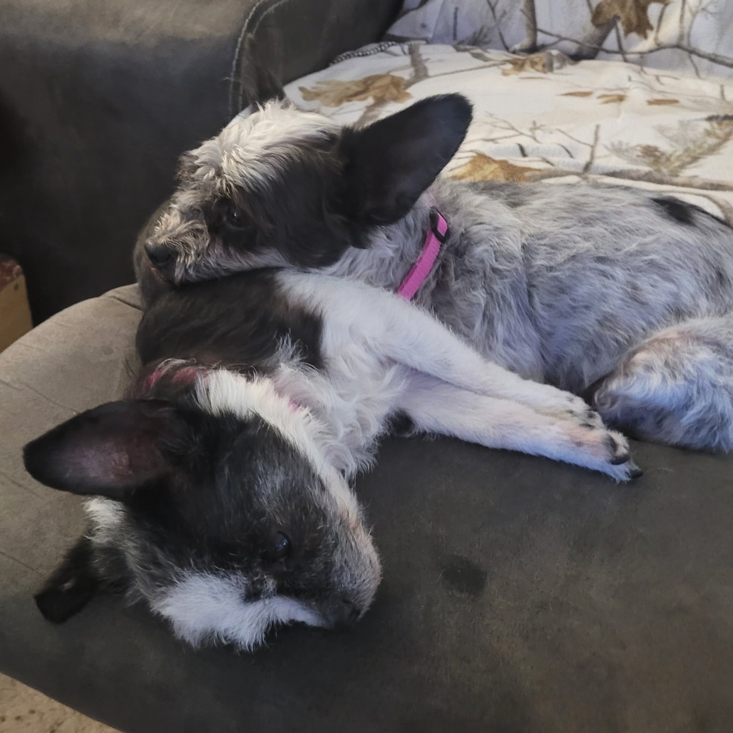 Lola- bonded with Lady, an adoptable Poodle, Mixed Breed in Rochester, MN, 55903 | Photo Image 6