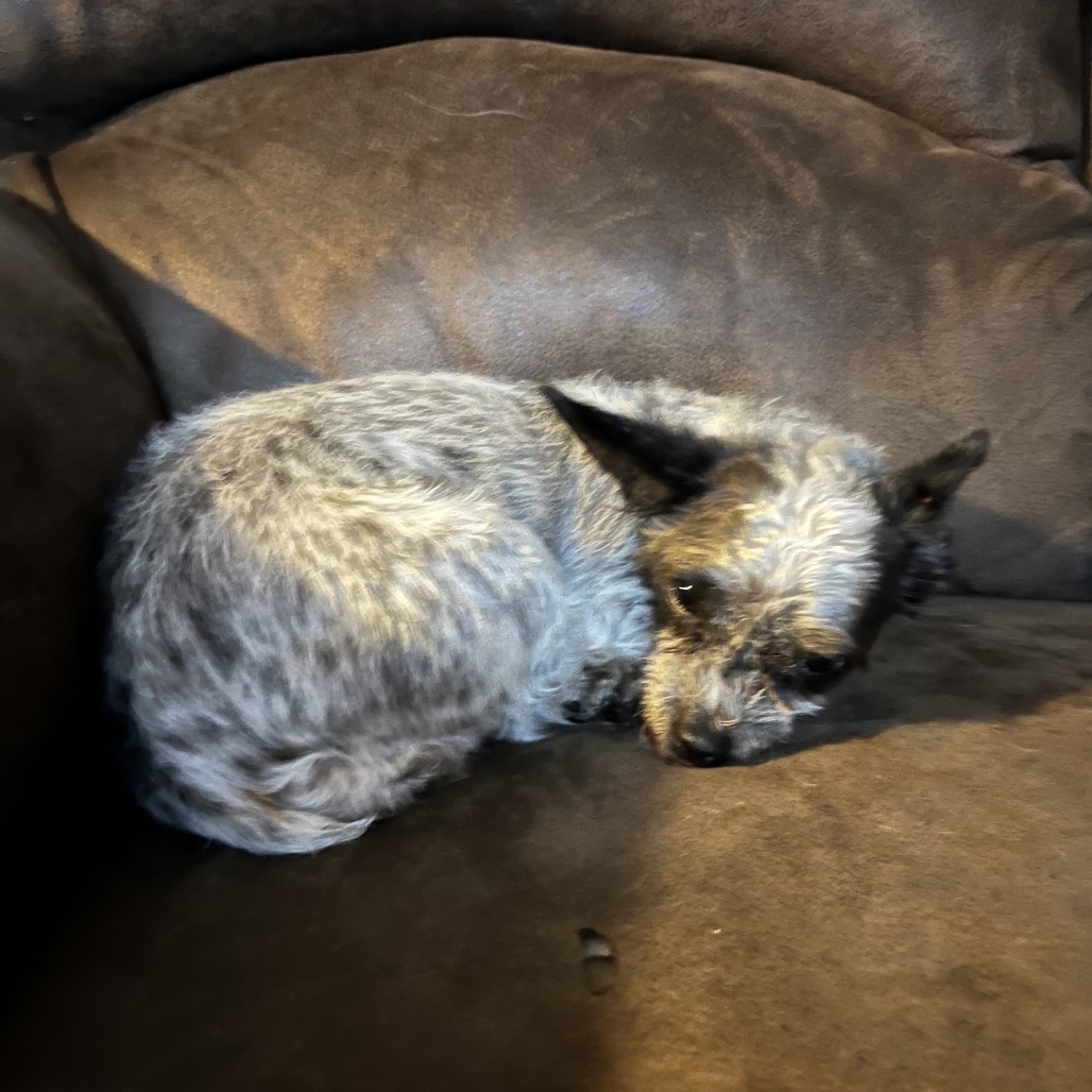 Lady- bonded to Lola, an adoptable Poodle, Mixed Breed in Rochester, MN, 55903 | Photo Image 2