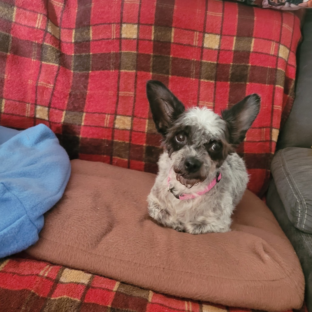 Lady- bonded to Lola, an adoptable Poodle, Mixed Breed in Rochester, MN, 55903 | Photo Image 3