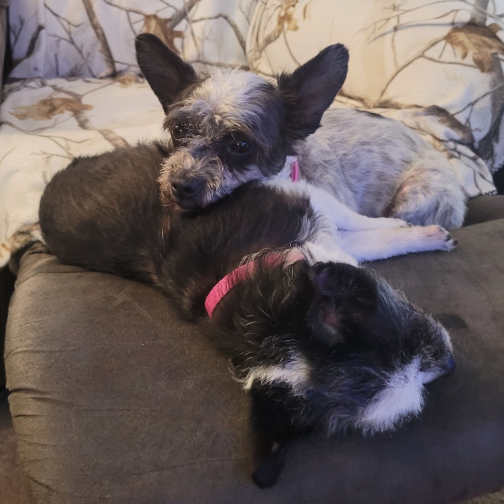 Lady- bonded to Lola, an adoptable Poodle, Mixed Breed in Rochester, MN, 55903 | Photo Image 5