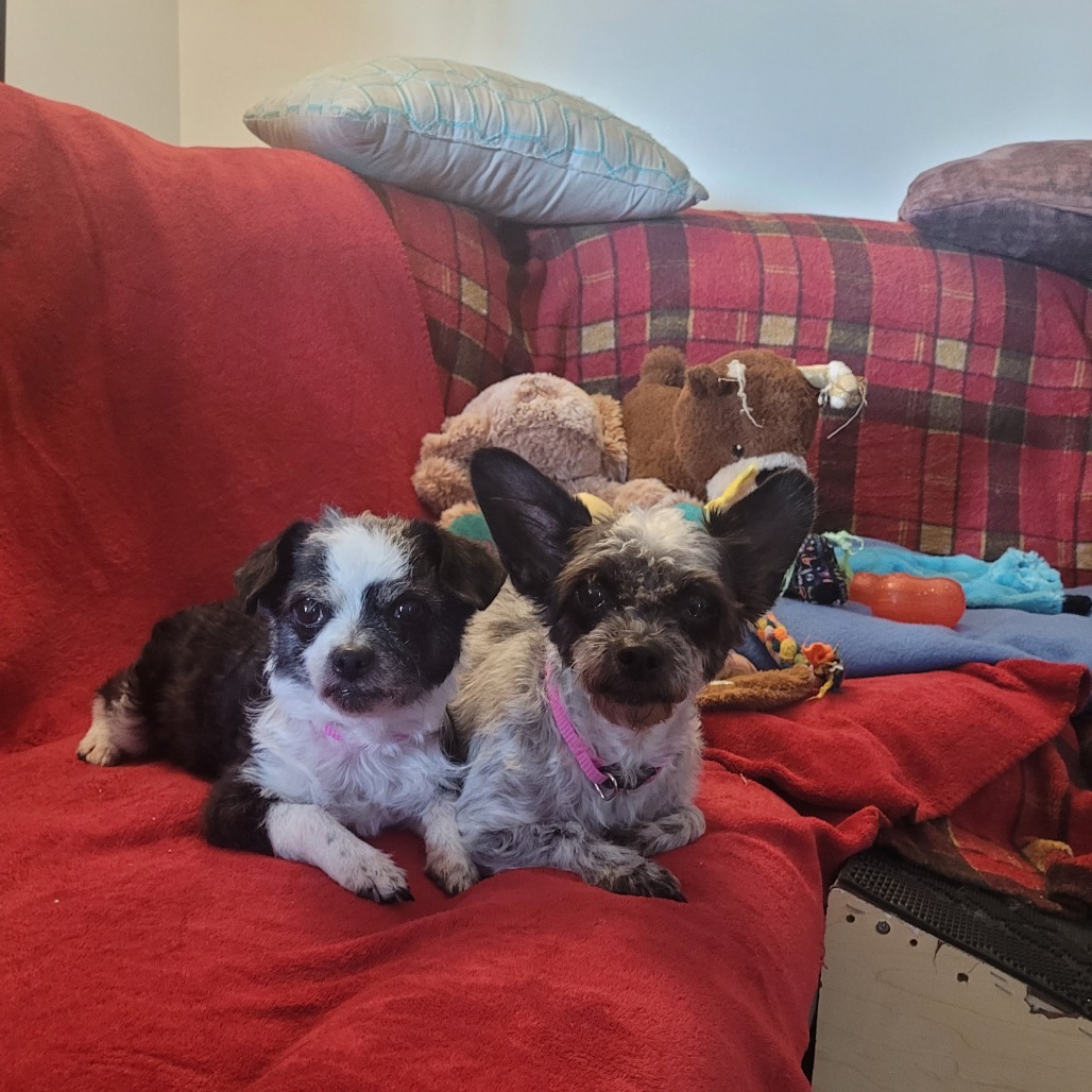 Lady- bonded to Lola, an adoptable Poodle, Mixed Breed in Rochester, MN, 55903 | Photo Image 6