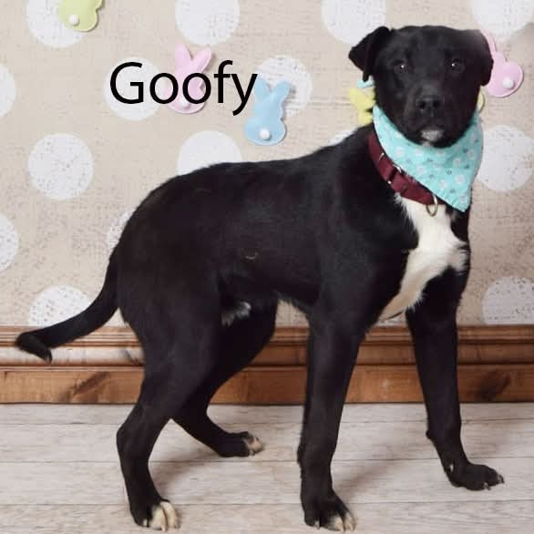 Goofy