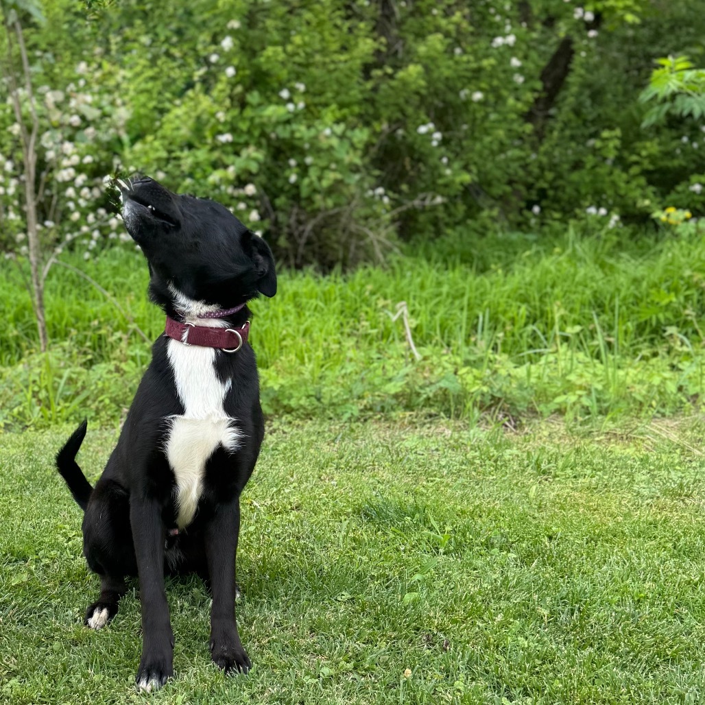 Goofy