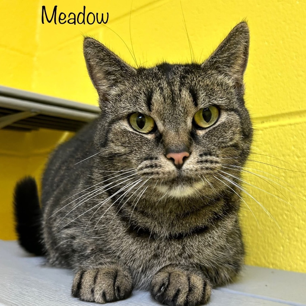 Meadow