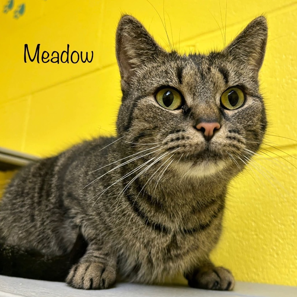 Meadow