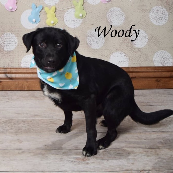 Woody