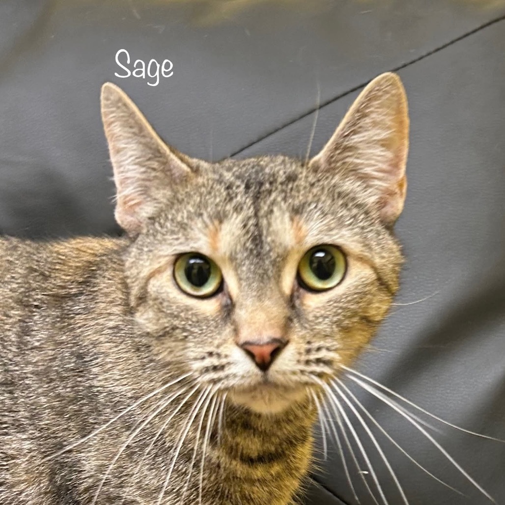 Sage