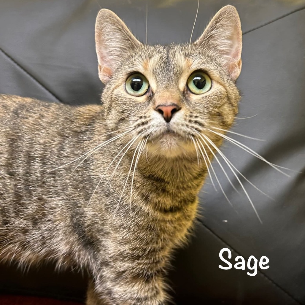 Sage
