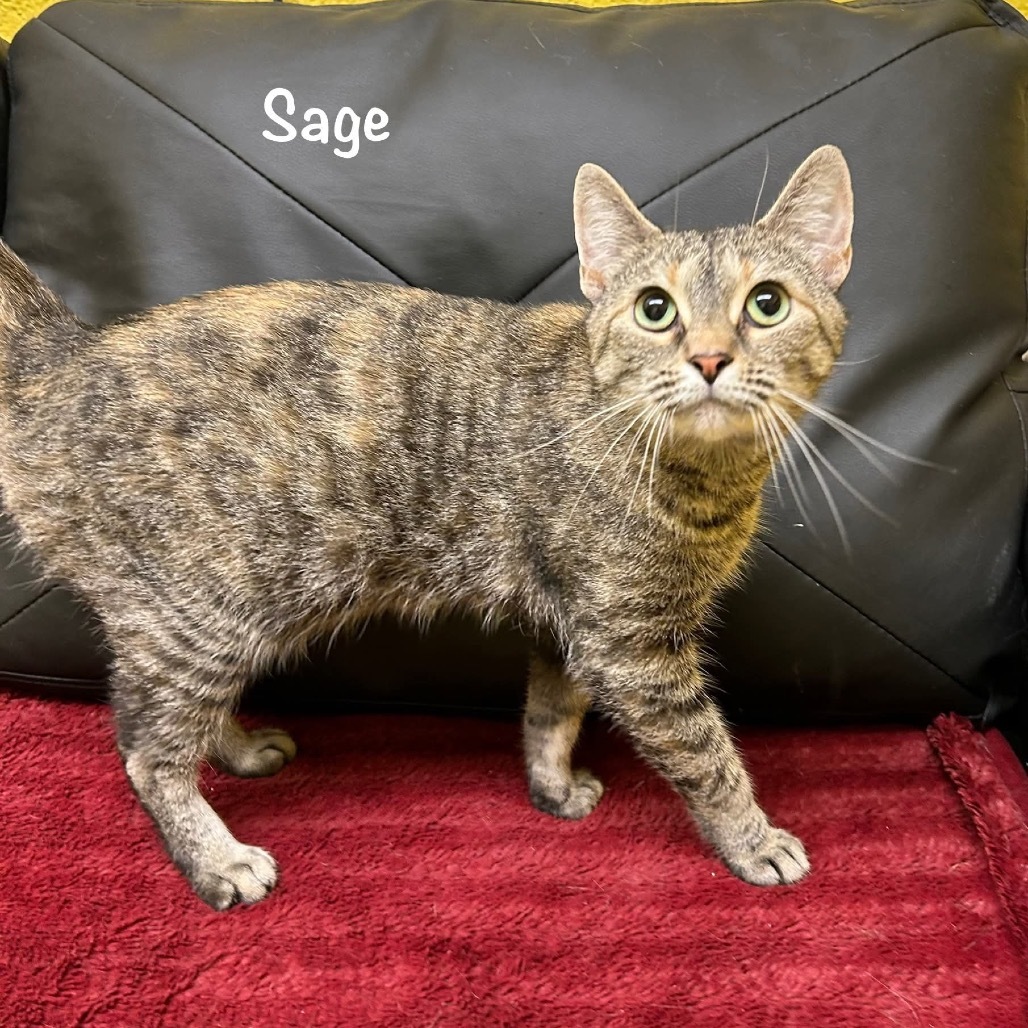 Sage
