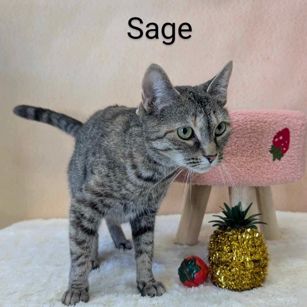 Sage