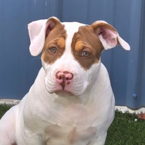 Hiccup, Young Male American Staffordshire Terrier