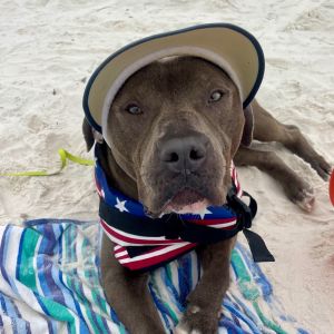 BEAR Mixed Breed Dog