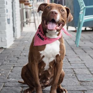 PATTY Mixed Breed Dog