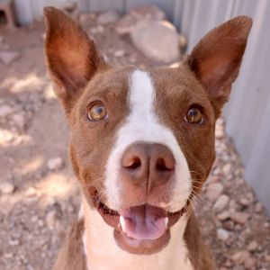 Billie, Young Female Mixed Breed