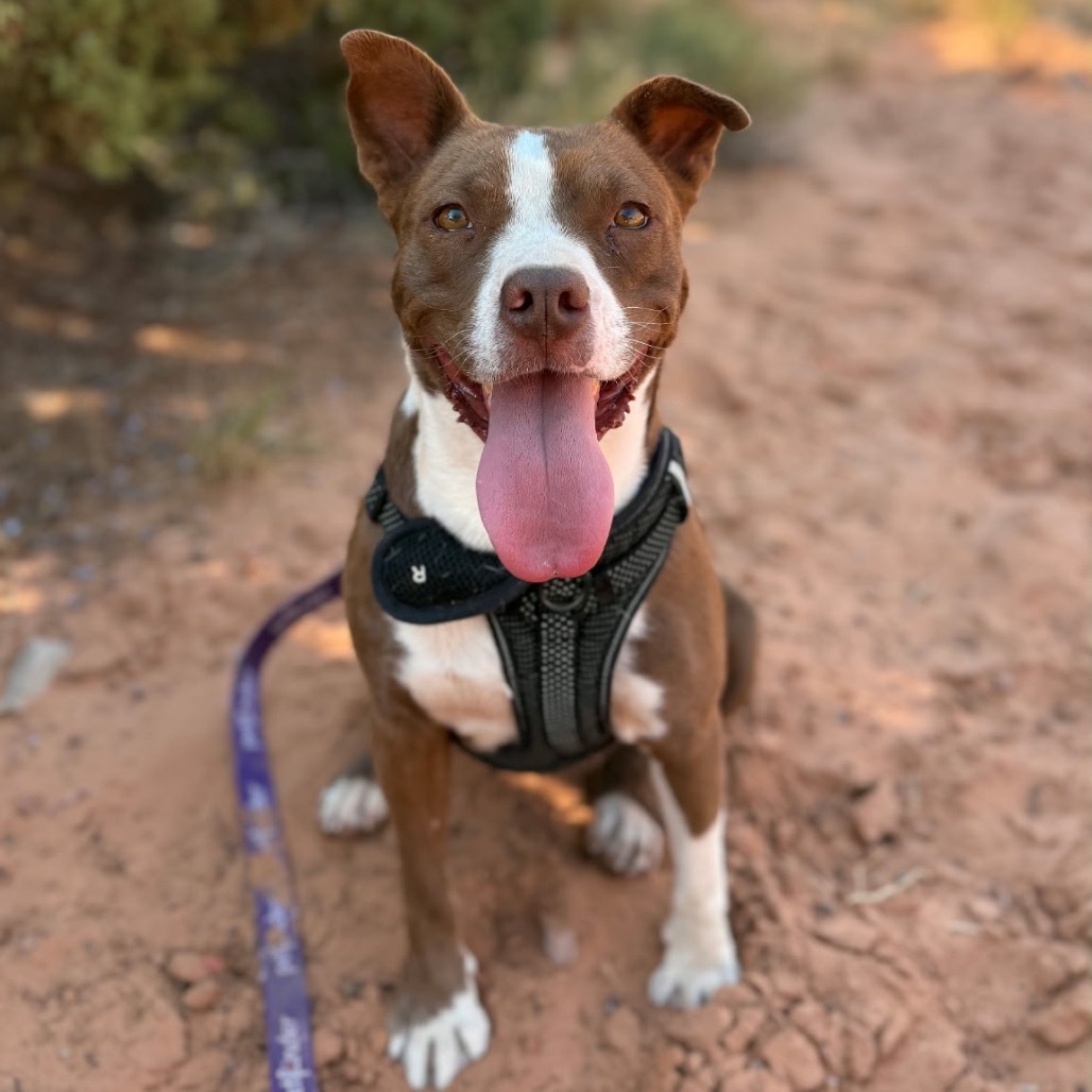 Billie, an adoptable Mixed Breed in Moab, UT, 84532 | Photo Image 1