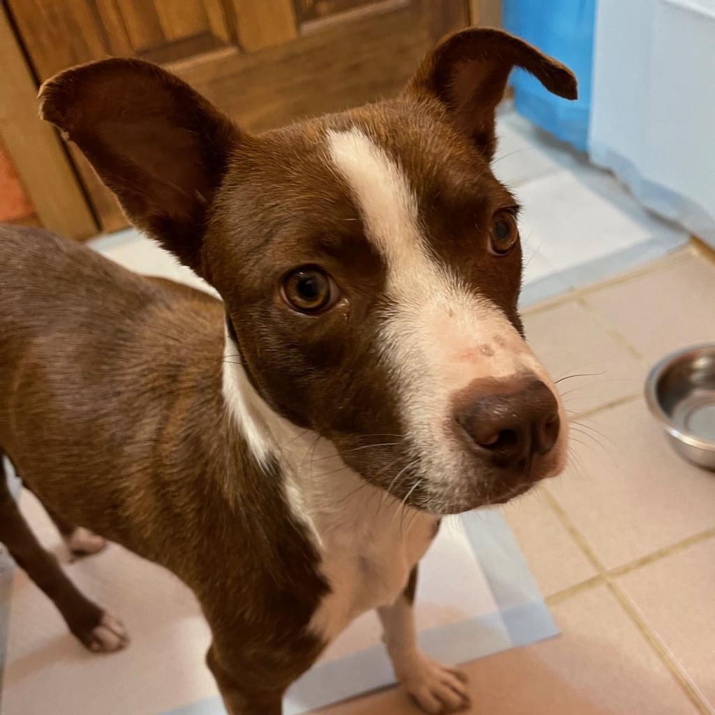 Billie, an adoptable Mixed Breed in Moab, UT, 84532 | Photo Image 2