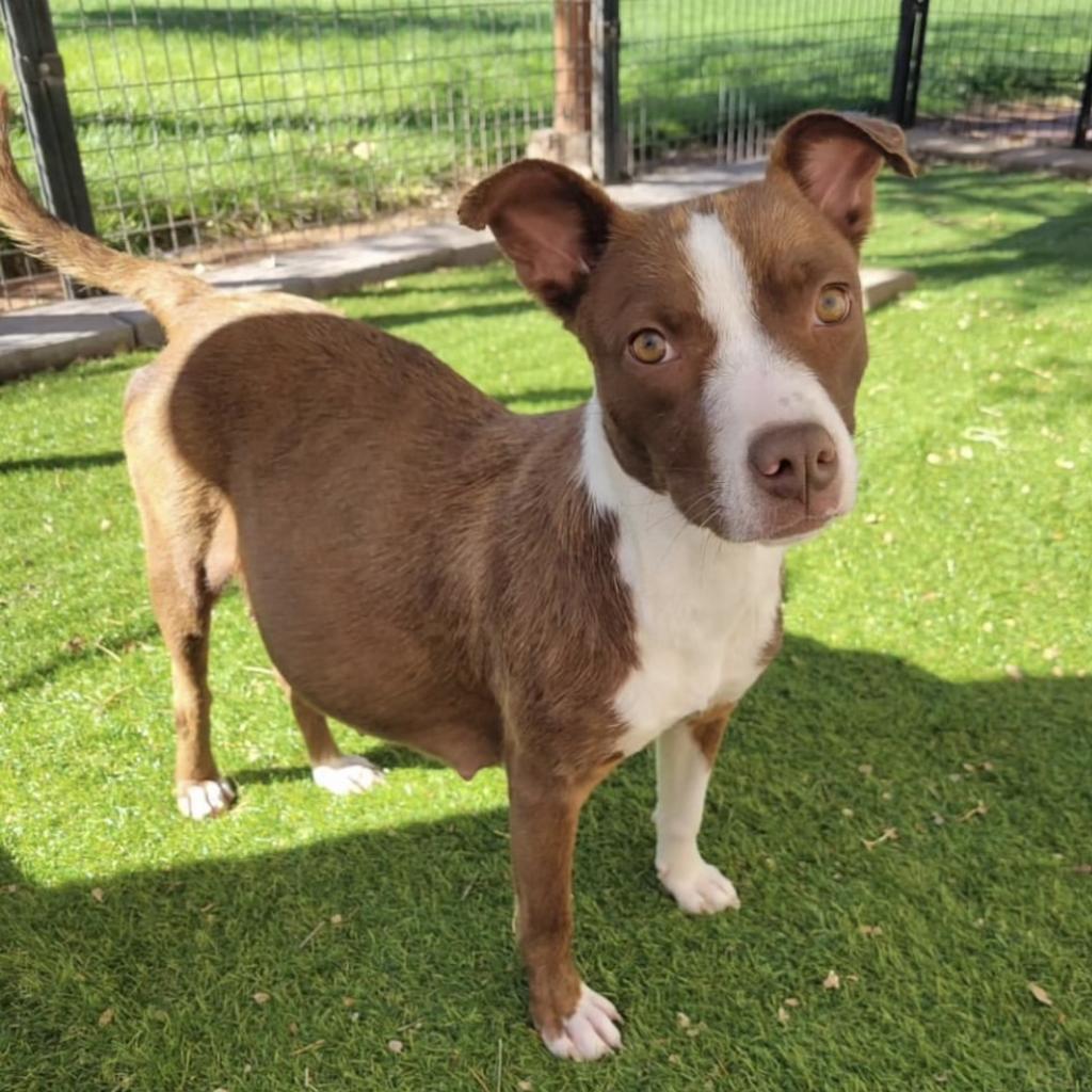 Billie, an adoptable Mixed Breed in Moab, UT, 84532 | Photo Image 4
