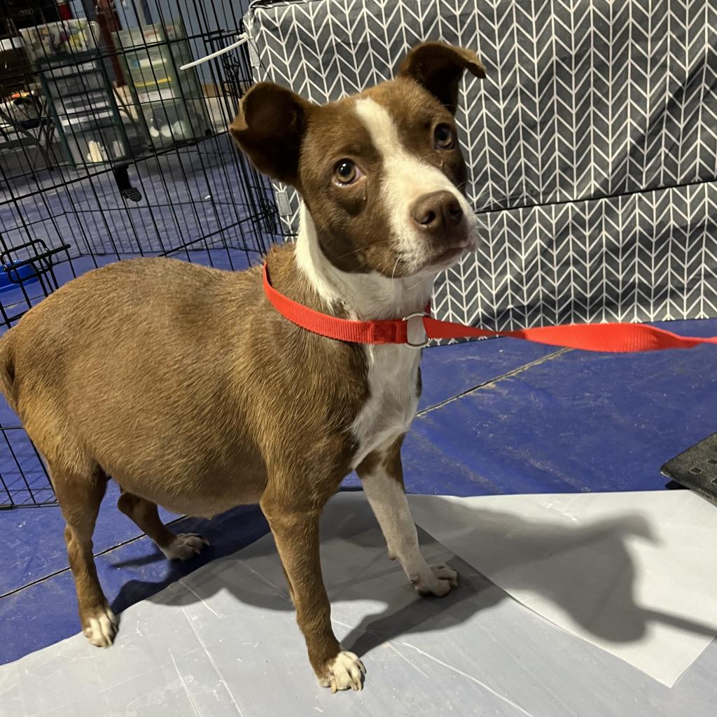 Billie, an adoptable Mixed Breed in Moab, UT, 84532 | Photo Image 5