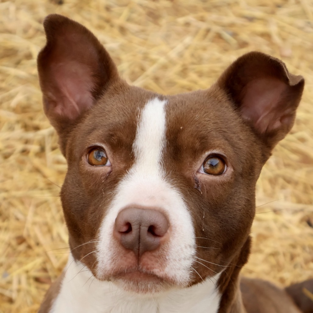 Billie, an adoptable Mixed Breed in Moab, UT, 84532 | Photo Image 6