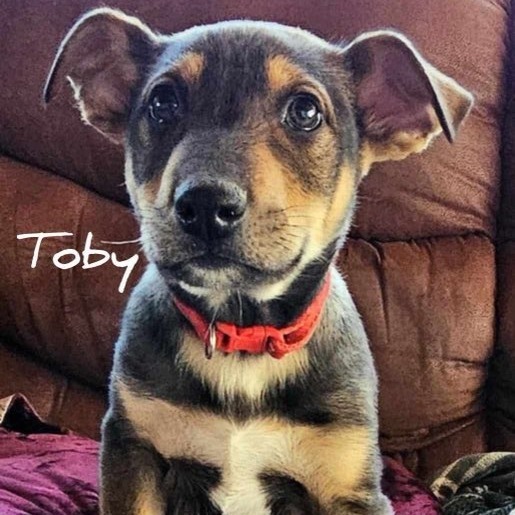 Toby