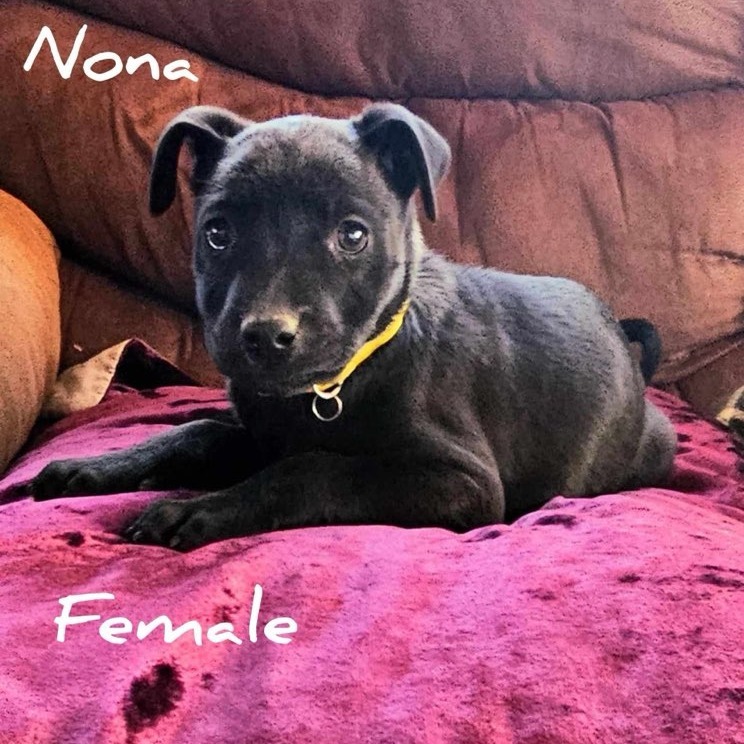 Nona