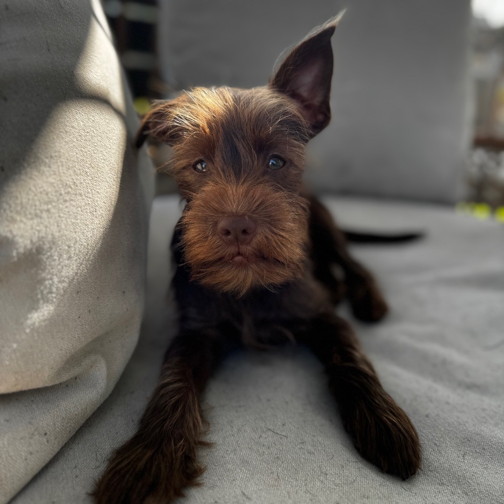 Papi, an adoptable Schnauzer, Chihuahua in San Diego, CA, 92130 | Photo Image 1