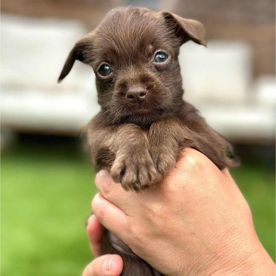 Papi, an adoptable Schnauzer, Chihuahua in San Diego, CA, 92130 | Photo Image 2
