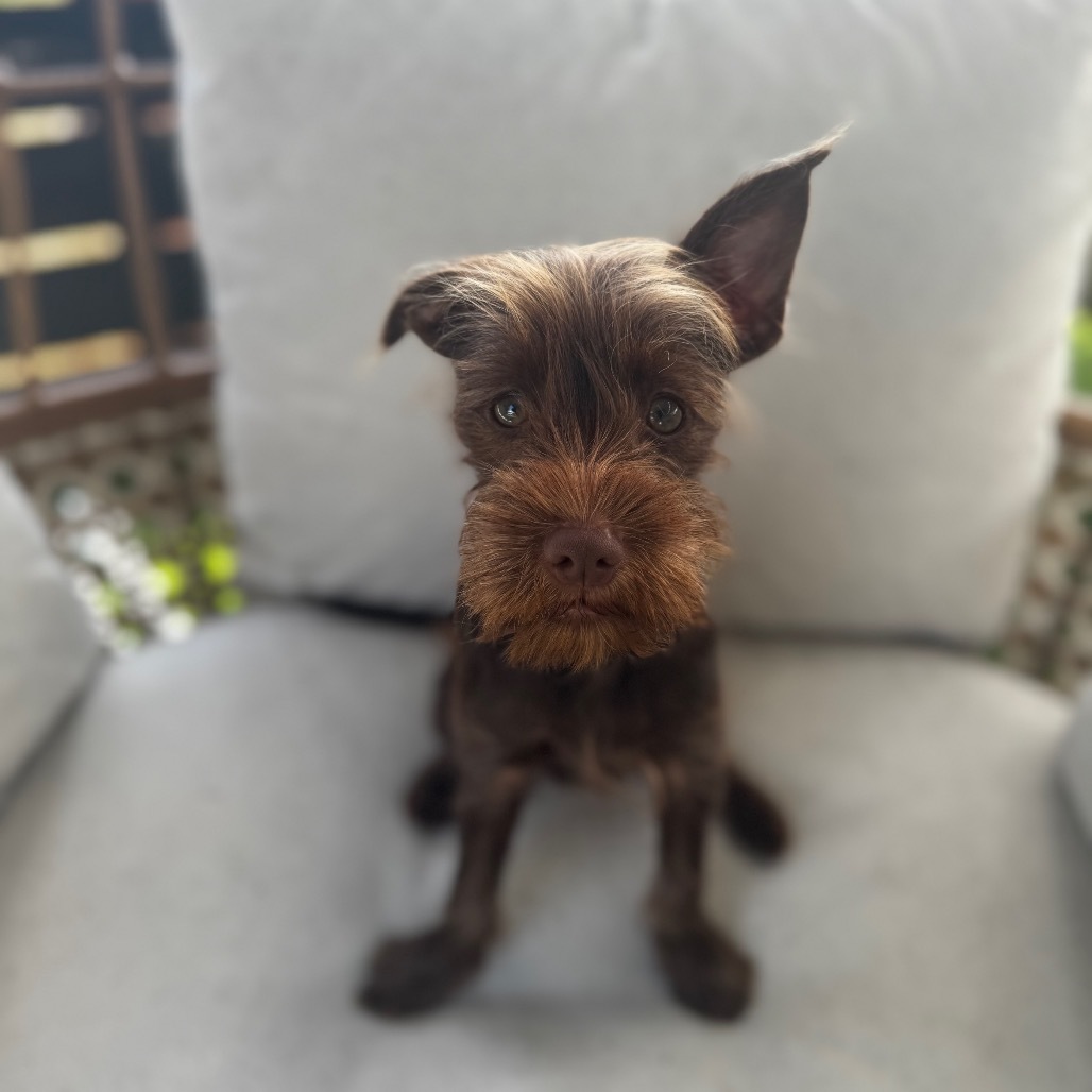 Papi, an adoptable Schnauzer, Chihuahua in San Diego, CA, 92130 | Photo Image 3