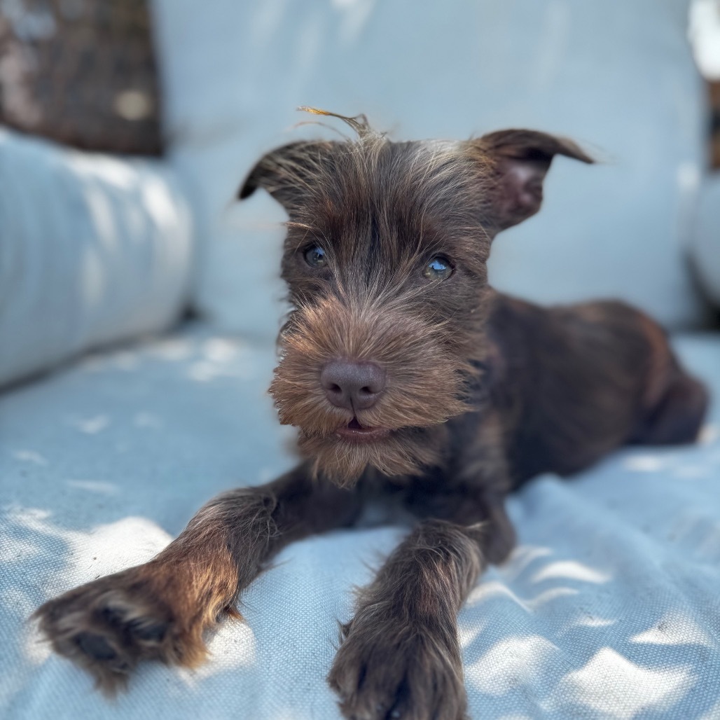 Papi, an adoptable Schnauzer, Chihuahua in San Diego, CA, 92130 | Photo Image 4