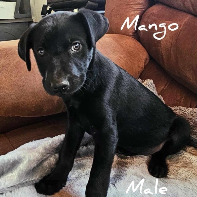 Mango