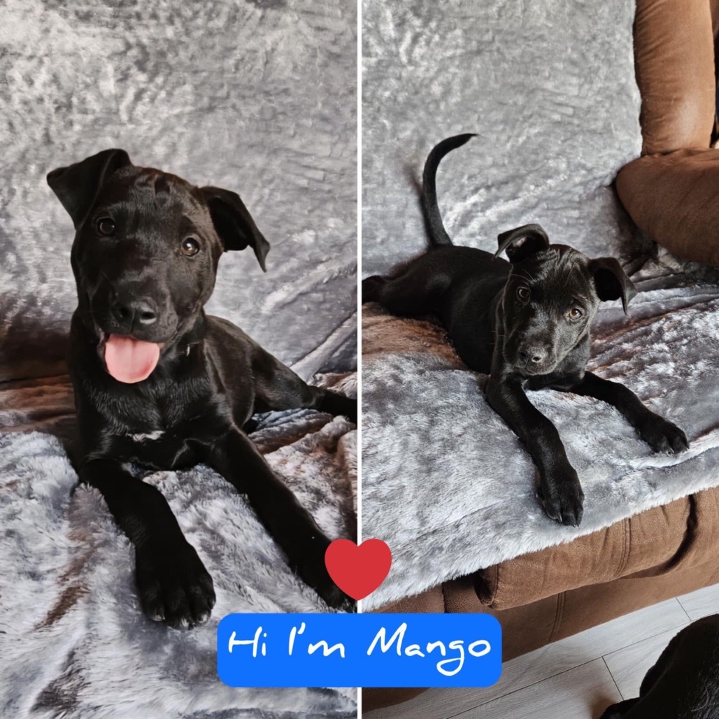 Mango