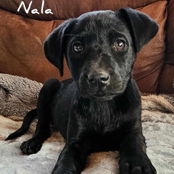 Nala