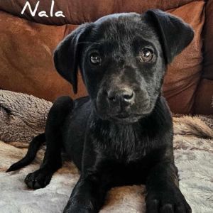 Nala, Young Female unknown
