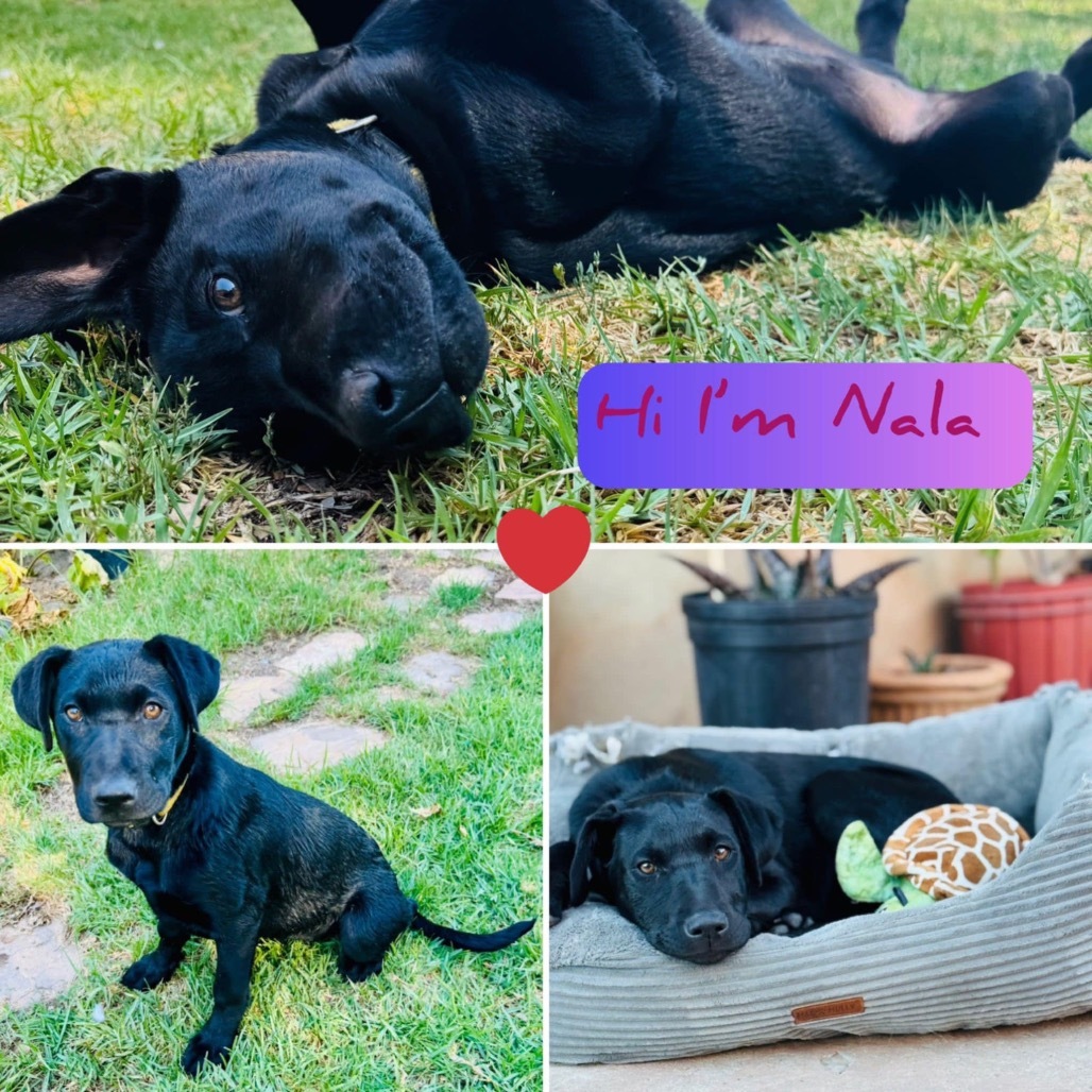Nala