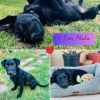 Nala photo 2