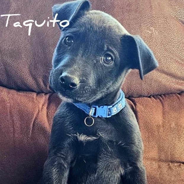 Taquito