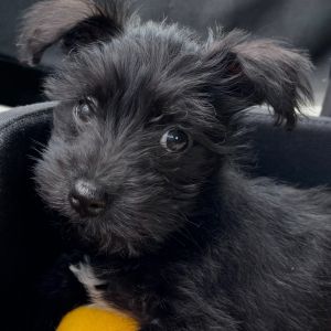 EoO, Baby Female Schnauzer