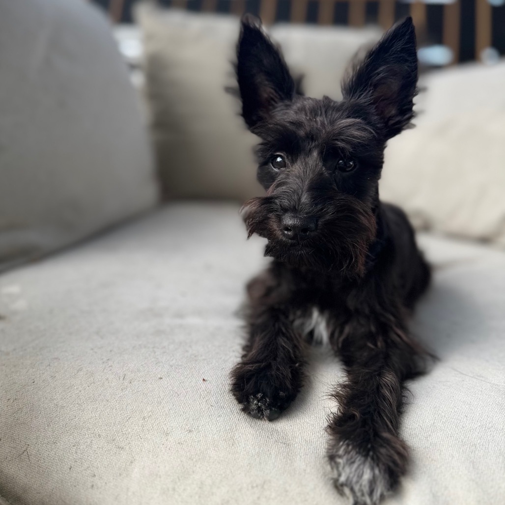 EoO, an adoptable Schnauzer, Chihuahua in San Diego, CA, 92130 | Photo Image 1