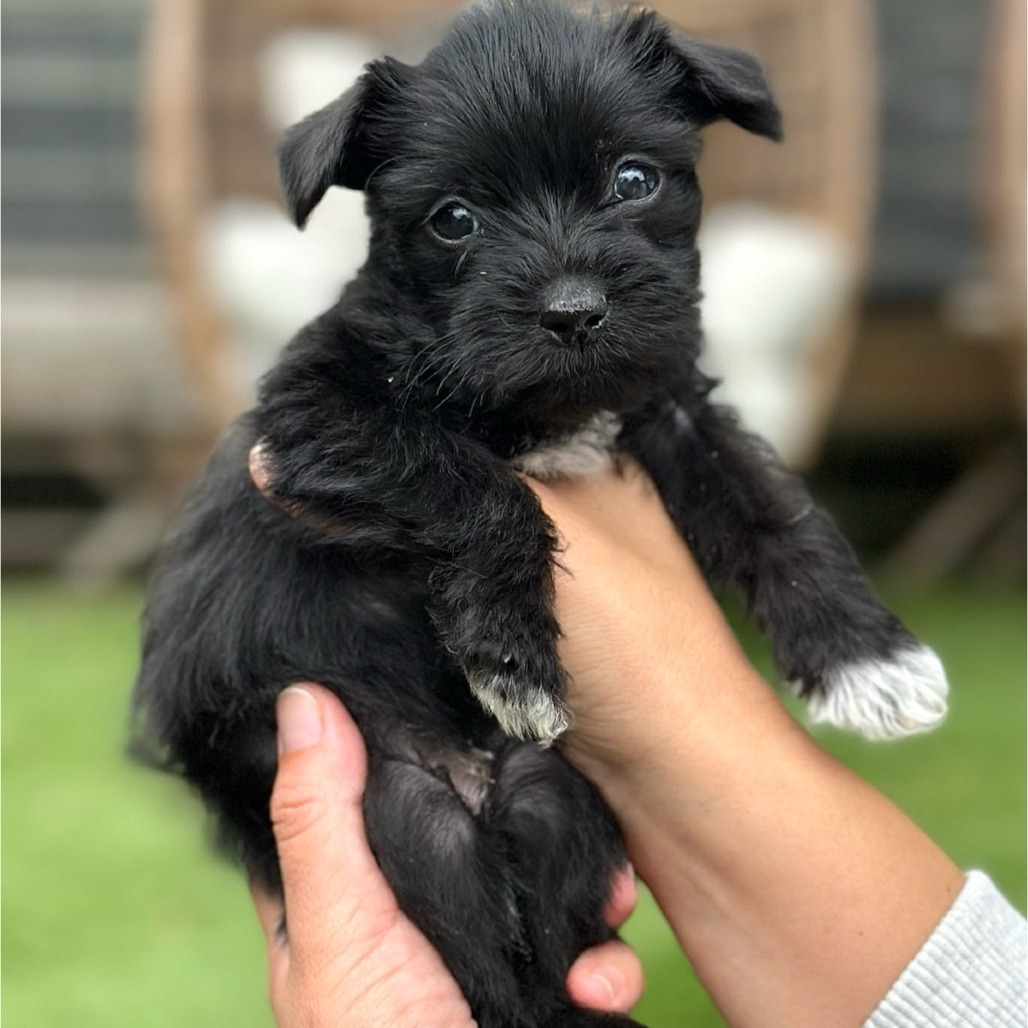 EoO, an adoptable Schnauzer, Chihuahua in San Diego, CA, 92130 | Photo Image 2