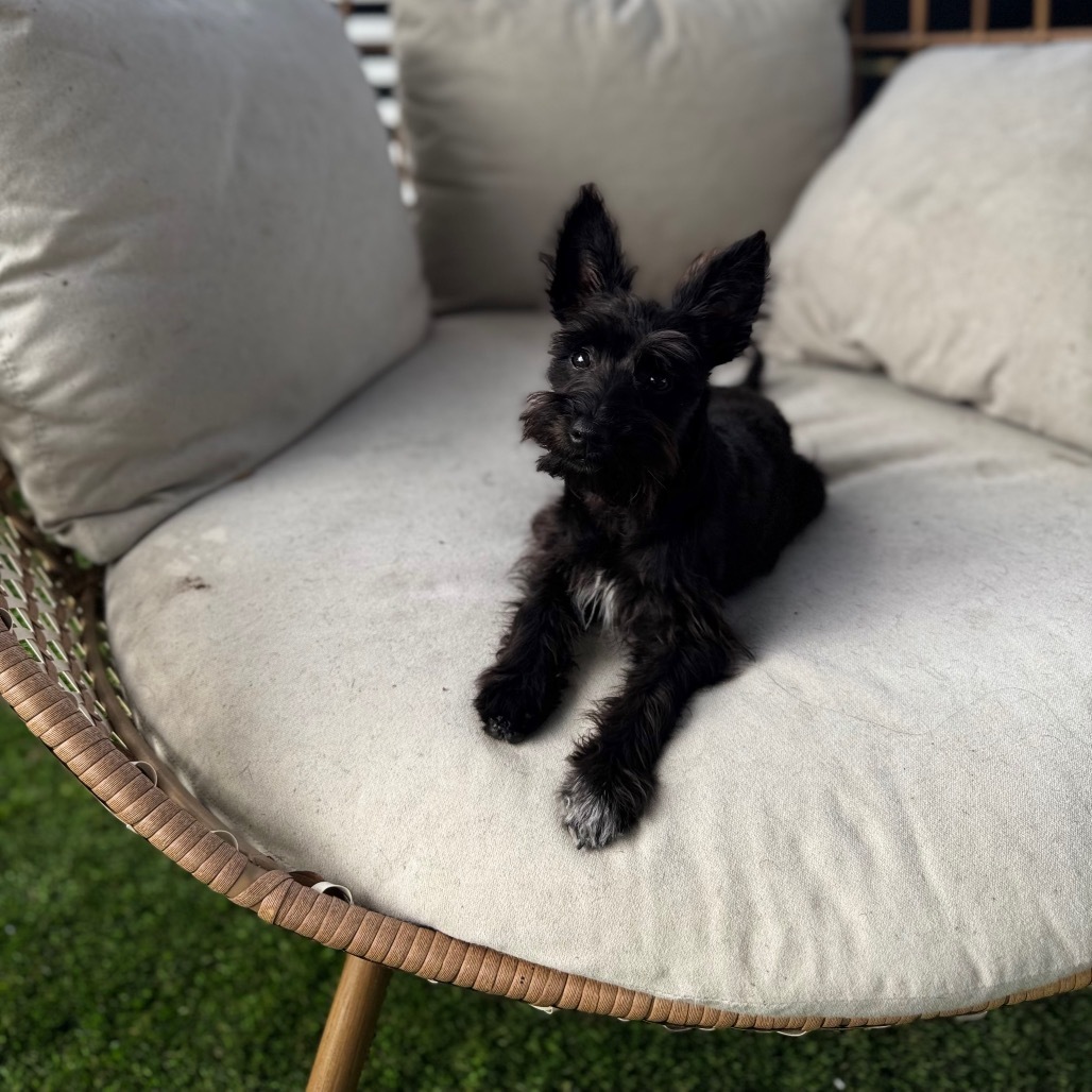 EoO, an adoptable Schnauzer, Chihuahua in San Diego, CA, 92130 | Photo Image 4