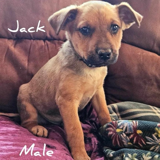 Jack