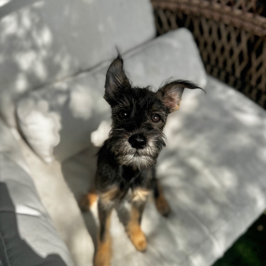 Benito
