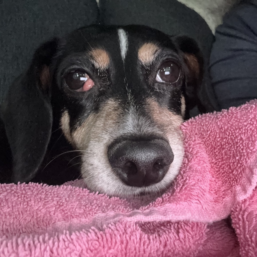 Heidi